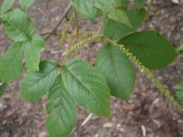 Image result for Allophylus