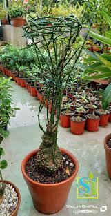 Image result for Adenia rumicifolia