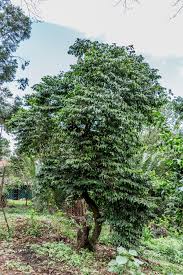 Image result for Rothmannia urcelliformis