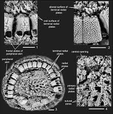 Image result for Osyridicarpos