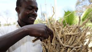 Image result for Mondia whitei