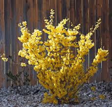 Boise Daily Photo The Forsythia Is Blooming Container Gardening Flowers Mulch Landscaping Garden Flower Beds