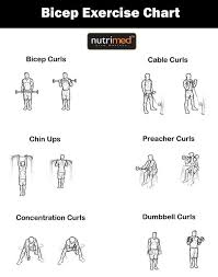 biceps exercise chart www nutrimed co in biceps workout