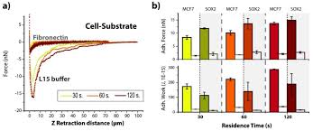 The igg antibody secretory cells (ascs) in small intestine were particularly observed through immumohistochemical staining, then after were analyzed by statistical methods. Cells Free Full Text Single Cell Probe Force Studies To Identify Sox2 Overexpression Promoted Cell Adhesion In Mcf7 Breast Cancer Cells Html