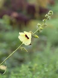 Image result for Cleistochlamys kirkii