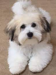 The coton de tulear of madagascar also developed from the barbichon of tenerife. 16 Coton De Tulear Ideas In 2021 Coton De Tulear Coton De Tulear Dogs Coton De Tulear Puppy