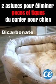 Sachez qu'elles prospèrent spécialement dans les herbes hautes, qui les protègent des. 2 Astuces De Veterinaire Pour Eliminer Puces Et Tiques Du Panier Pour Chien