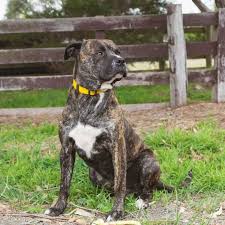 Compare the boxer to the bullmastiff. Bullmastiff Cross Staffy Information And Facts Dogsbarn