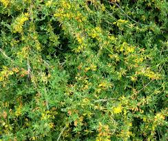 Image result for Cadaba glaberrima