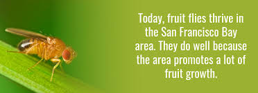 There are myriads of pest control methods that can totally eliminate pest infestations. San Francisco Fruit Fly Tips From The Cleaning Professionals At No More Dirt