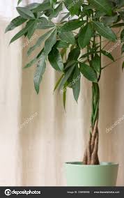 Image result for pachira obrázek