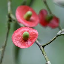 Image result for Heisteria