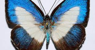 Lycaenid Butterfly English Picture Dictionary Imagict Butterfly Photos Butterfly Butterfly Watercolor