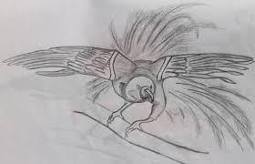 Sketch Bird Of Paradise Drawing Bird Of Paradise Pencil Sketching Papua