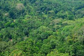 Maybe you would like to learn more about one of these? Luscious Rain Forest Background Stock Image Image Of Jungle Exotic 19093023