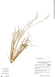 Image result for Paspalum scrobiculatum