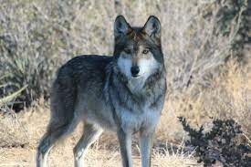 Imado The Mexican Grey Wolf Is Part Of The Species Survival Plan A Breeding Program For This Endangered Species Mexican Gray Wolf Animals Mammals