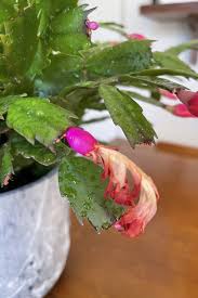 Although when ever i notice the sansevieria looks dried out then i water it and. How To Care For Christmas Cactus Indoor Blooming Succulents Greenhouse Studio