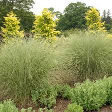 Image result for Miscanthus sinensis