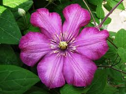 Clematis ville de lyon kaufen. Clematis Ville De Lyon