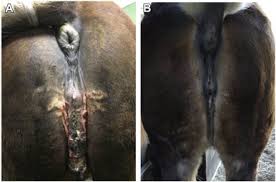 Urogenital Hypoplasia And X Chromosome Monosomy In A Draft Horse Filly Sciencedirect