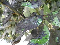 Image result for sooty mould