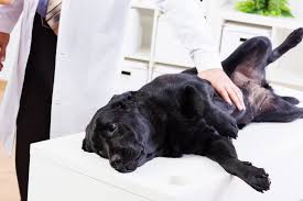 If you're looking for a vet in litchfield park or goodyear who will put your pet and your valuable time first, give us a shout. Veterinary Wellness Exams In Goodyear Az North Star Animal Hospital At Estrella Pllc