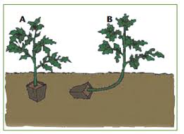But any more closer than that will affect the harvest. Growing Tomatoes How To Grow Tomatoes In Garden In Texas