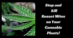 Check spelling or type a new query. Stop And Kill Russet Mites On Your Cannabis Plants
