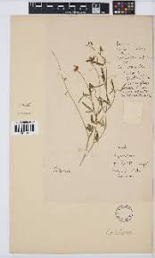 Image result for Cephalocroton mollis