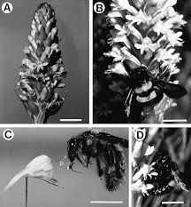 Image result for Satyrium hallackii