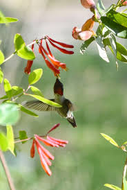 Provide places for hummingbirds to perch, like trees and plant hangers. 15 Flowers That Rebuff Hummingbirds Watters Garden Center