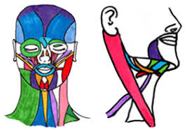 Facial Exercises And The Muscles They Activate Facial