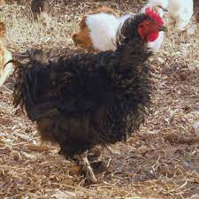 I have a variety of bantam cochins from a hatchery. Frizzle Cochin Bantams Purely Poultry
