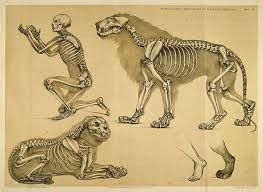 Pin By Yorch Rangel On Creatures Anatomy For Artists Scientific Illustration Lion Anatomy