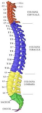 Instead, it is ringlike and consists of an anterior and posterior arch, as well as two lateral. The Vertebral Column Human Anatomy And Physiology Lab Bsb 141