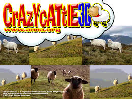 Crazy Cattle