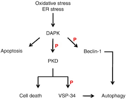 The majority of the tumors are resistant to drugs. Crosstalk Between Apoptosis Necrosis And Autophagy Sciencedirect