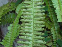 Image result for Nephrolepis