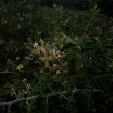 Image result for Cadaba glaberrima