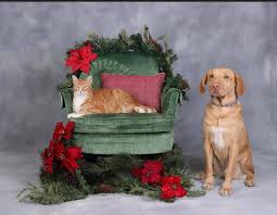 Check spelling or type a new query. Lancaster Pet Clinic Veterinarian Lancaster California 873 Photos Facebook