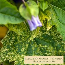 Image result for Nicandra physalodes