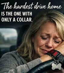 If she goes outside we shut the door and she hates it. So she keeps her  butt inside to prevent this while she birdwatches. Meet Sofie.