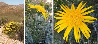 Image result for Syncolostemon canescens