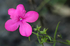 Image result for Cycnium