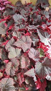 Image result for Begonia longipetiolata