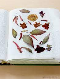 Check spelling or type a new query. How To Press Flowers In The Microwave Hymns And Verses