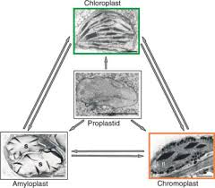 Located at the shoot and root tips, meristems are the source of undifferentiated cells in plants. Amyloplast An Overview Sciencedirect Topics