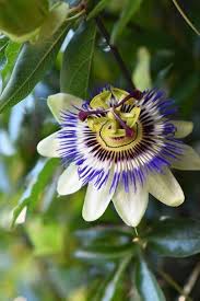 Pin On Exotic Flowers