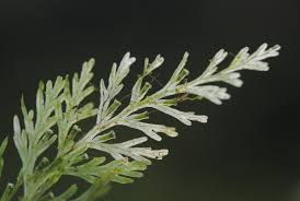 Image result for Polyphlebium